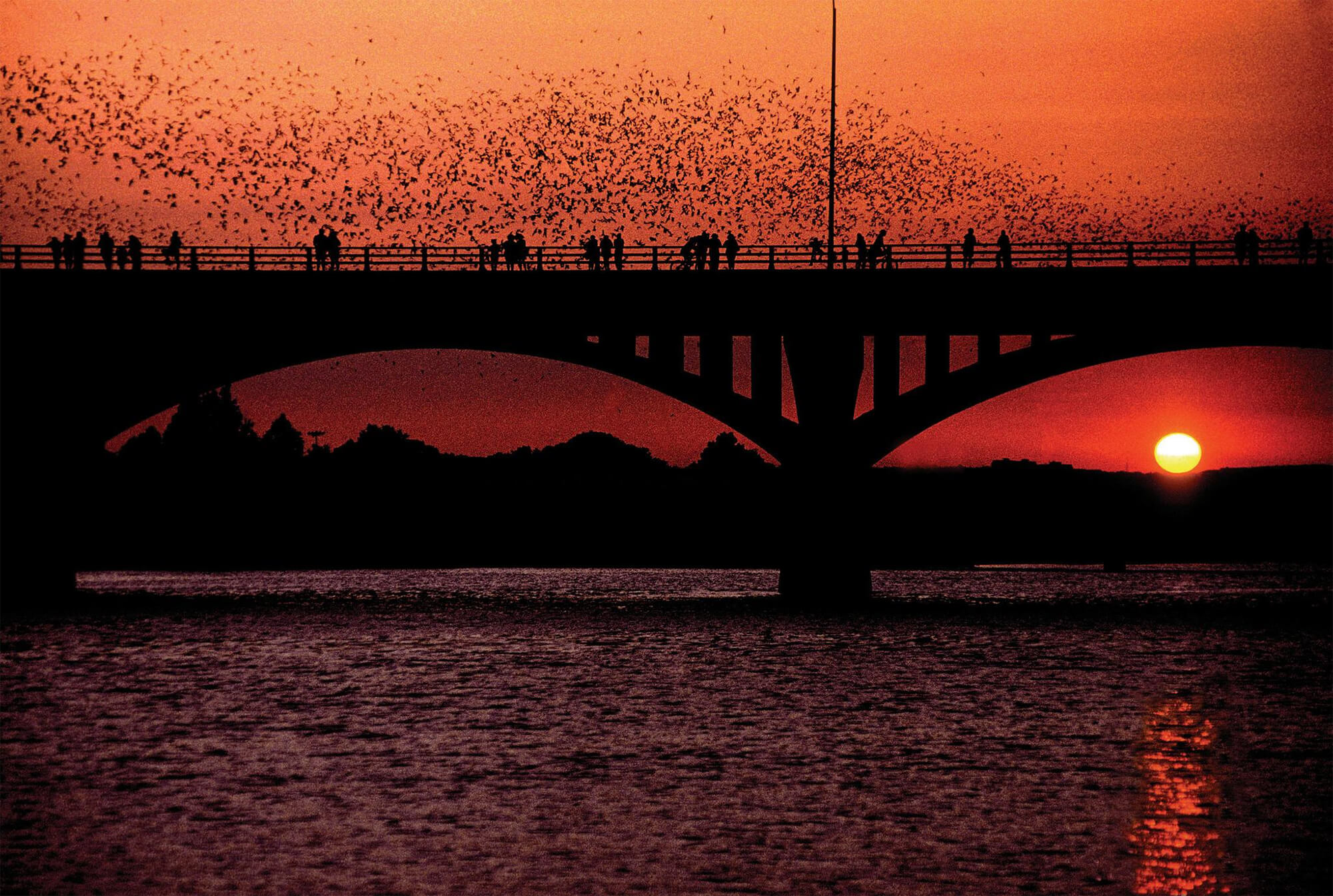 Bat Watching in Austin